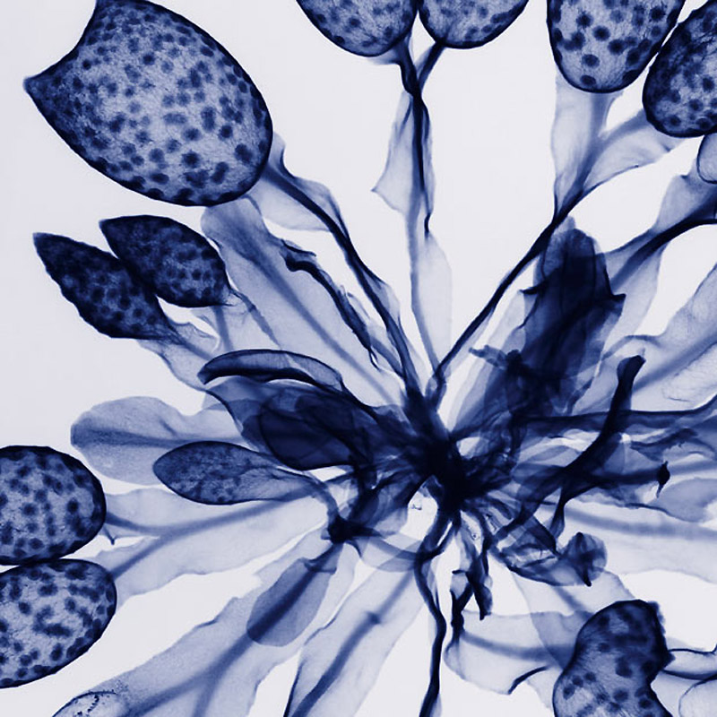 Фотография: Цветы в рентгеновских лучах №15 - BigPicture.ru