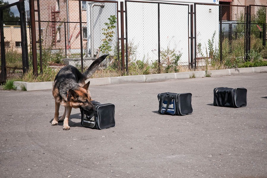 Фотография: Собаки МВД №38 - BigPicture.ru
