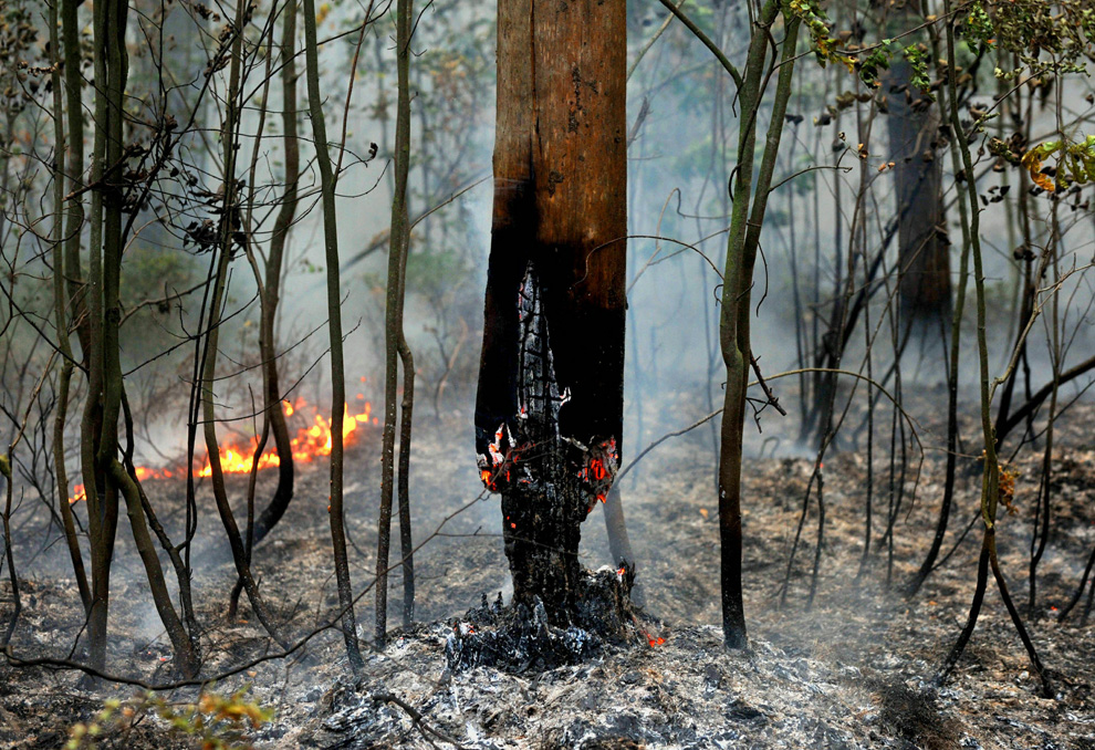 Фотография: Лесные пожары в России продолжаются (Часть 2) №18 - BigPicture.ru