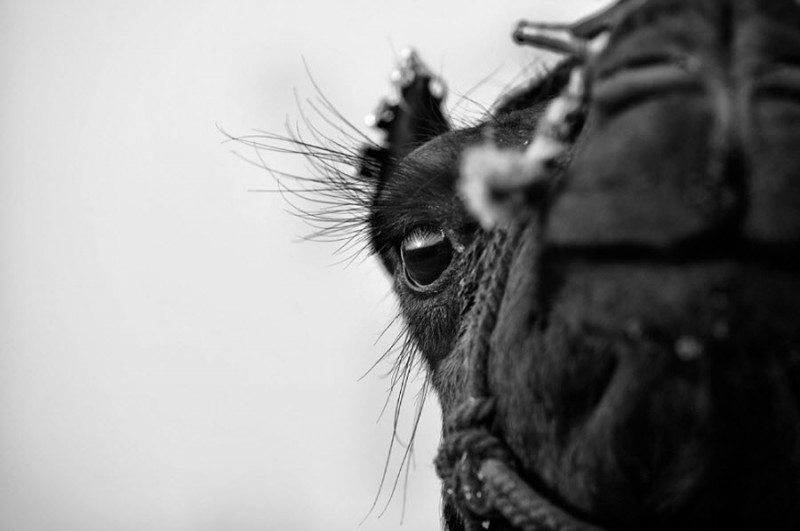 Фотография: Ярмарка верблюдов в Индии №1 - BigPicture.ru