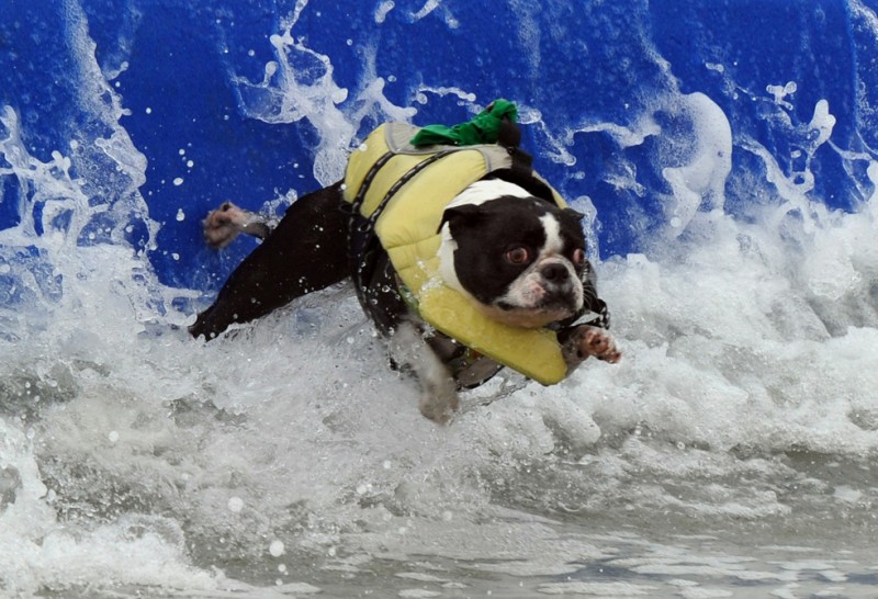 Фотография: Турнир по серфингу среди собак 2010 №1 - BigPicture.ru