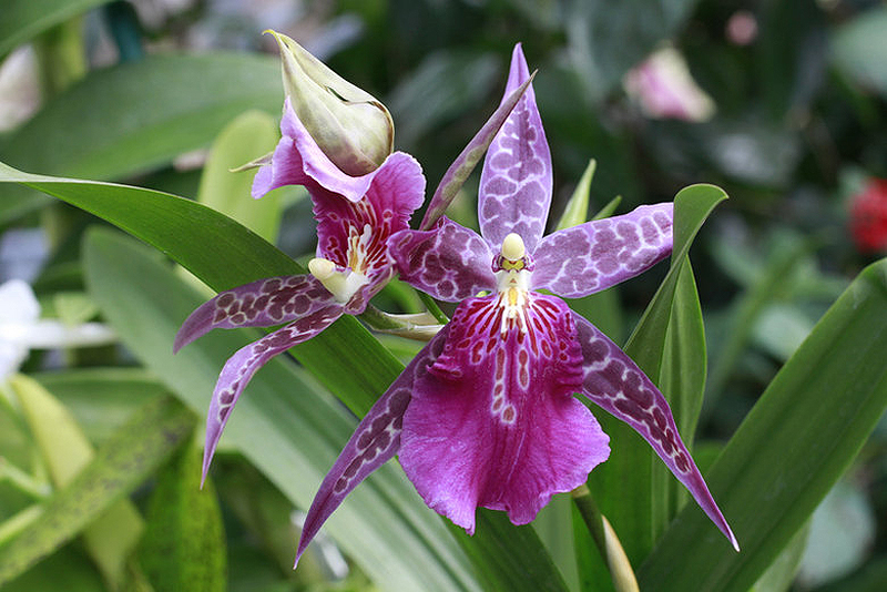 Цветы семейства орхидей фото и название