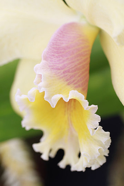 Фотография: Выставка орхидей №15 - BigPicture.ru