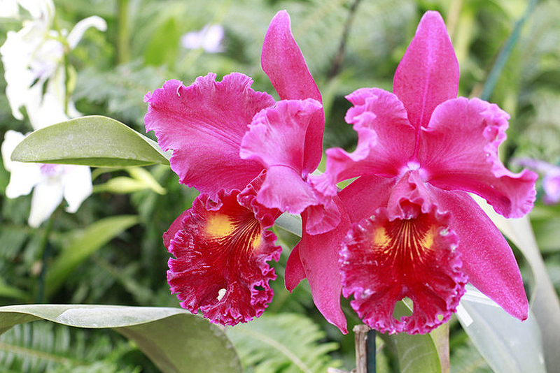 Фотография: Выставка орхидей №18 - BigPicture.ru