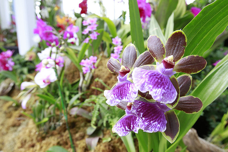 Фотография: Выставка орхидей №19 - BigPicture.ru