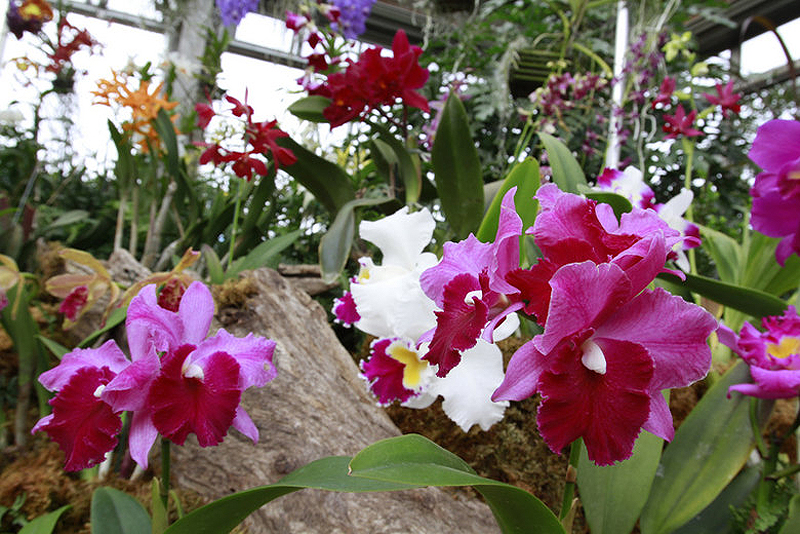 Фотография: Выставка орхидей №21 - BigPicture.ru