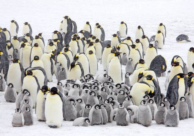 Bigpicture ru в гости к императорским пингвинам 06