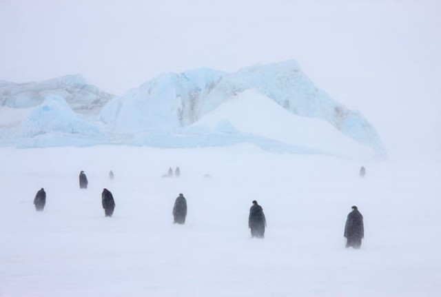 Bigpicture ru в гости к императорским пингвинам 09
