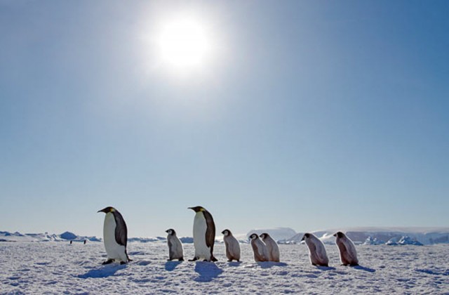 Bigpicture ru в гости к императорским пингвинам 10