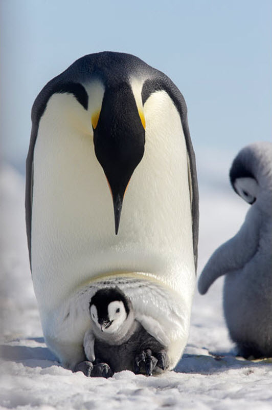 Bigpicture ru в гости к императорским пингвинам 11
