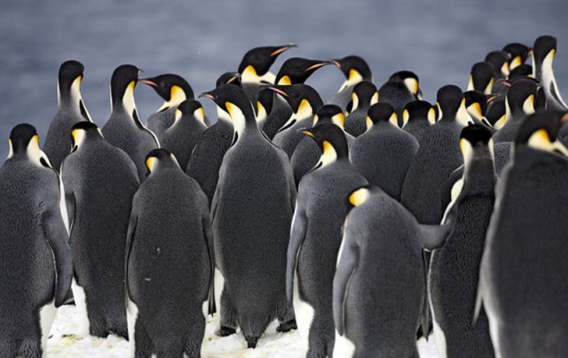 Bigpicture ru в гости к императорским пингвинам 13