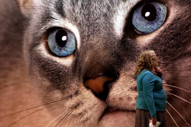 Фотография: Выставка кошек в Англии №1 - BigPicture.ru