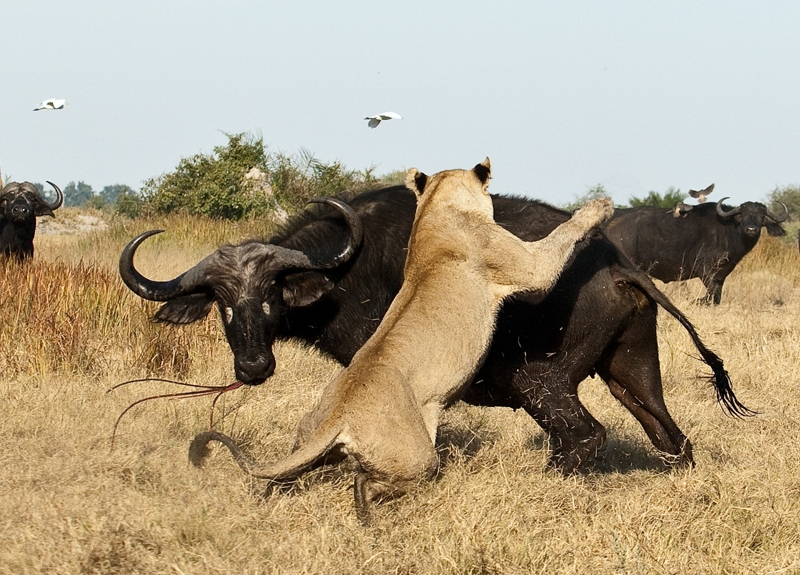 охота львов на буйволов и антилоп