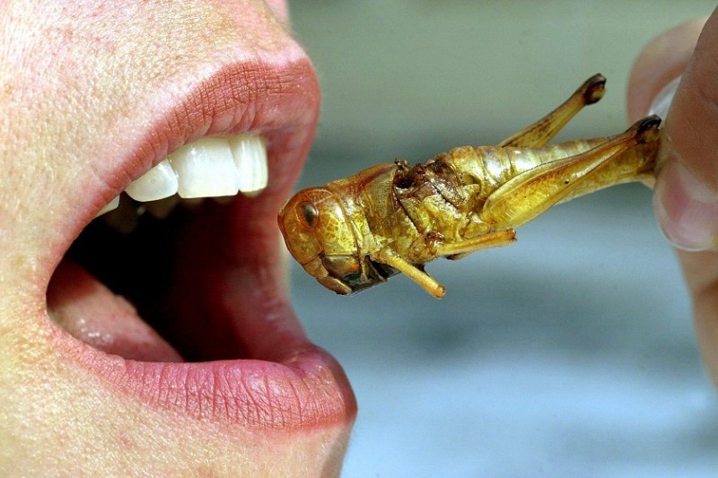 Фотография: Употребление насекомых в пищу №1 - BigPicture.ru