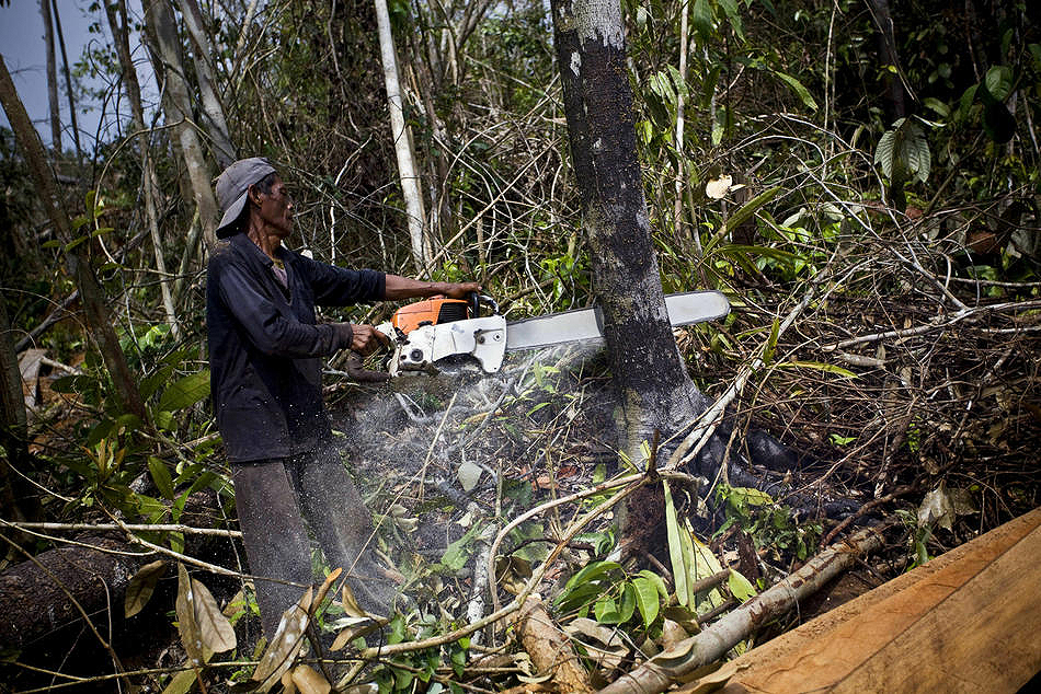 Фотография: Уничтожение лесов на Суматре №6 - BigPicture.ru