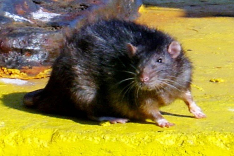 Фотография: Несколько фактов о крысах №9 - BigPicture.ru