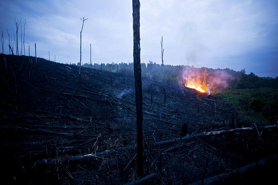 Фотография: Уничтожение лесов на Суматре №10 - BigPicture.ru