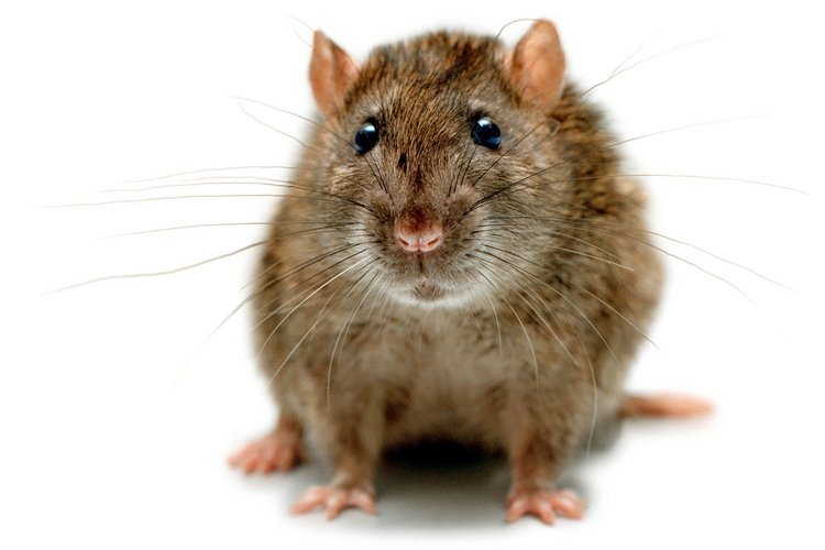 Фотография: Несколько фактов о крысах №10 - BigPicture.ru