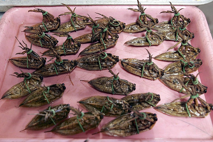 Фотография: Употребление насекомых в пищу №11 - BigPicture.ru