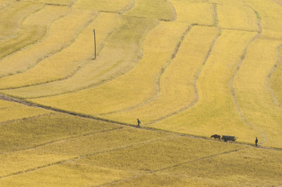 Фотография: Будущее пшеницы №11 - BigPicture.ru