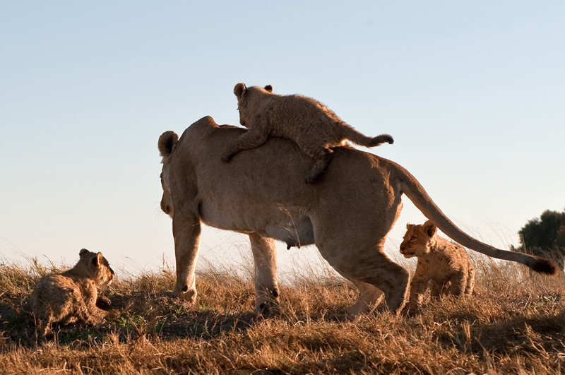 Фотография: Дикая Африка - остров, где львы охотятся только днем №14 - BigPicture.ru