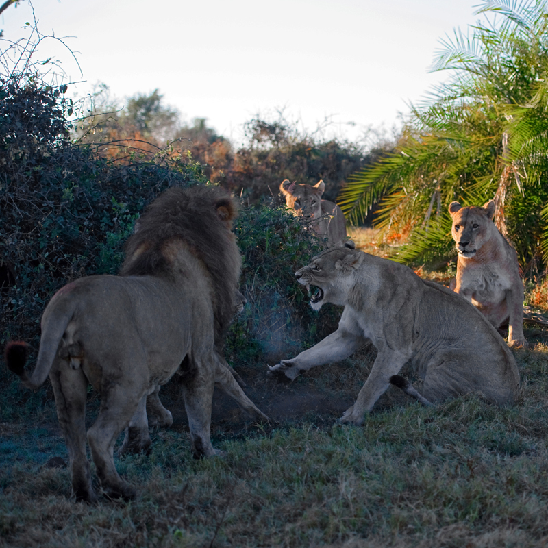Фотография: Дикая Африка - остров, где львы охотятся только днем №24 - BigPicture.ru