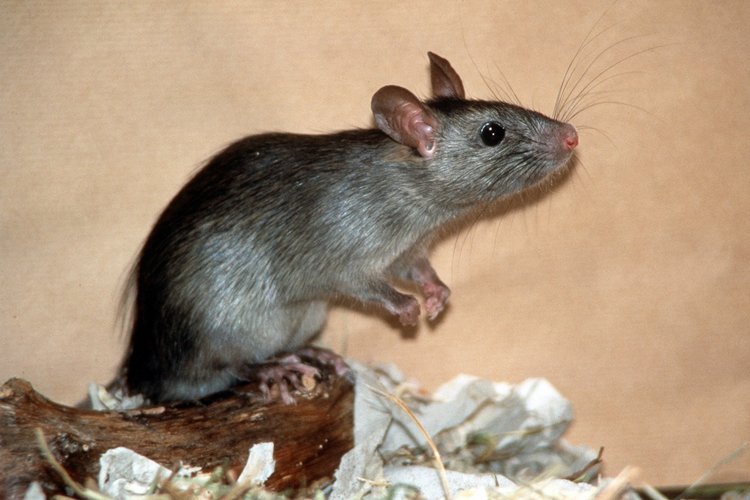 Фотография: Несколько фактов о крысах №13 - BigPicture.ru