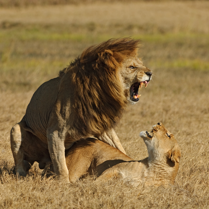 Фотография: Дикая Африка - остров, где львы охотятся только днем №13 - BigPicture.ru