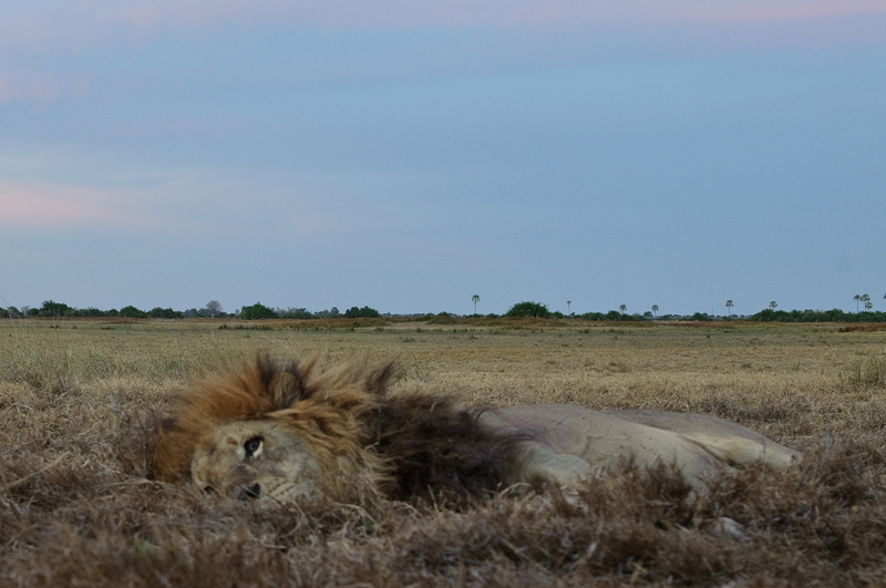 Фотография: Дикая Африка - остров, где львы охотятся только днем №12 - BigPicture.ru