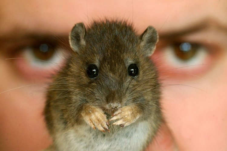 Фотография: Несколько фактов о крысах №1 - BigPicture.ru