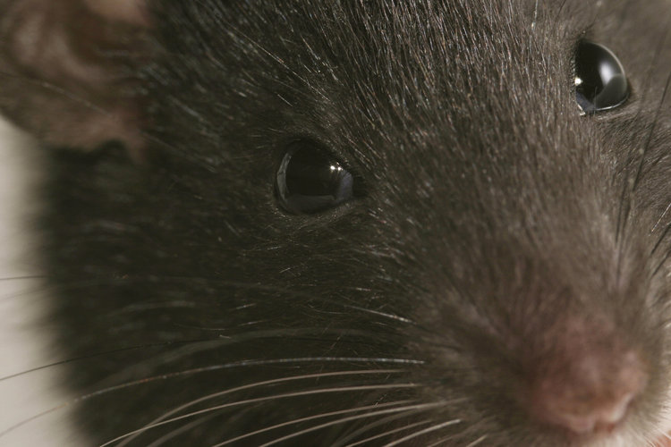 Фотография: Несколько фактов о крысах №15 - BigPicture.ru