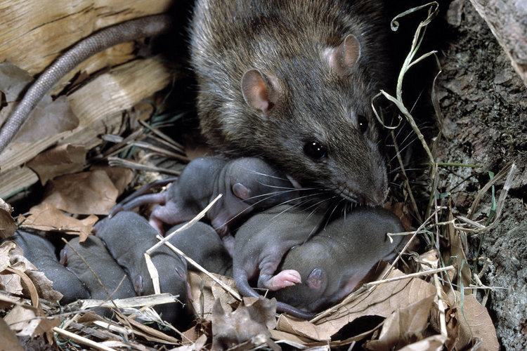 Фотография: Несколько фактов о крысах №16 - BigPicture.ru
