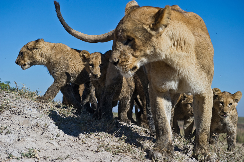 Фотография: Дикая Африка - остров, где львы охотятся только днем №9 - BigPicture.ru
