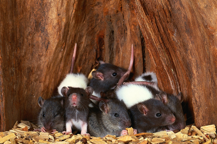Фотография: Несколько фактов о крысах №17 - BigPicture.ru