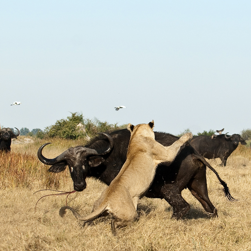 Фотография: Дикая Африка - остров, где львы охотятся только днем №8 - BigPicture.ru