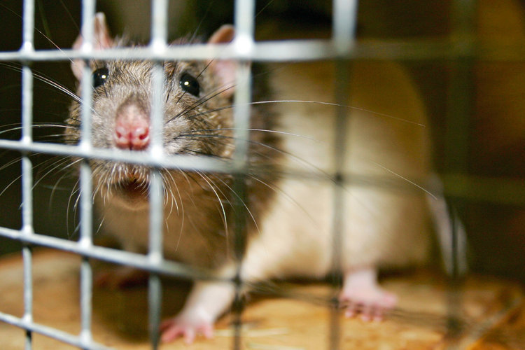 Фотография: Несколько фактов о крысах №18 - BigPicture.ru