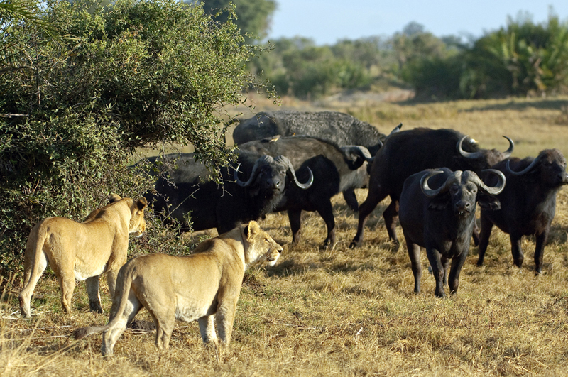 на буйвола африканские львы охота