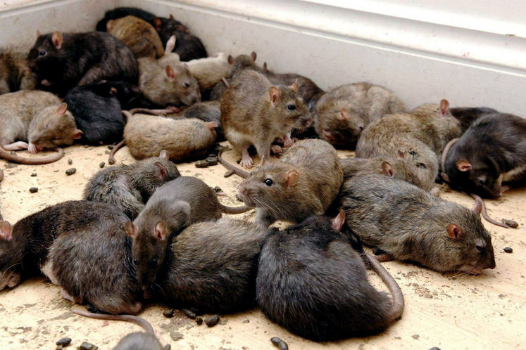 Фотография: Несколько фактов о крысах №20 - BigPicture.ru