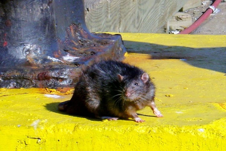 Фотография: Несколько фактов о крысах №21 - BigPicture.ru