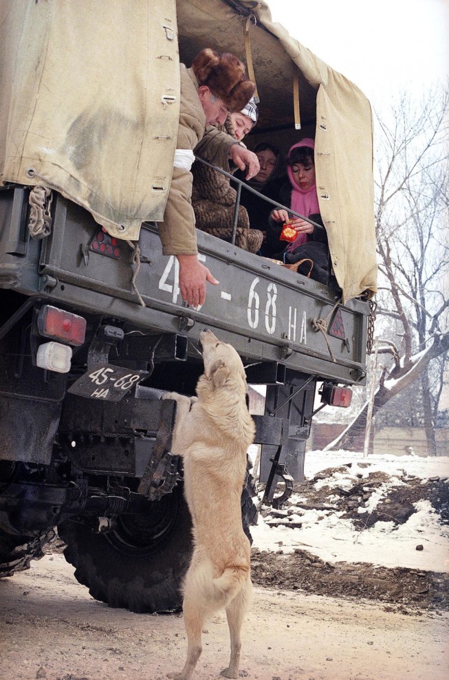 Фотография: Животные на войне (Часть 3) №39 - BigPicture.ru