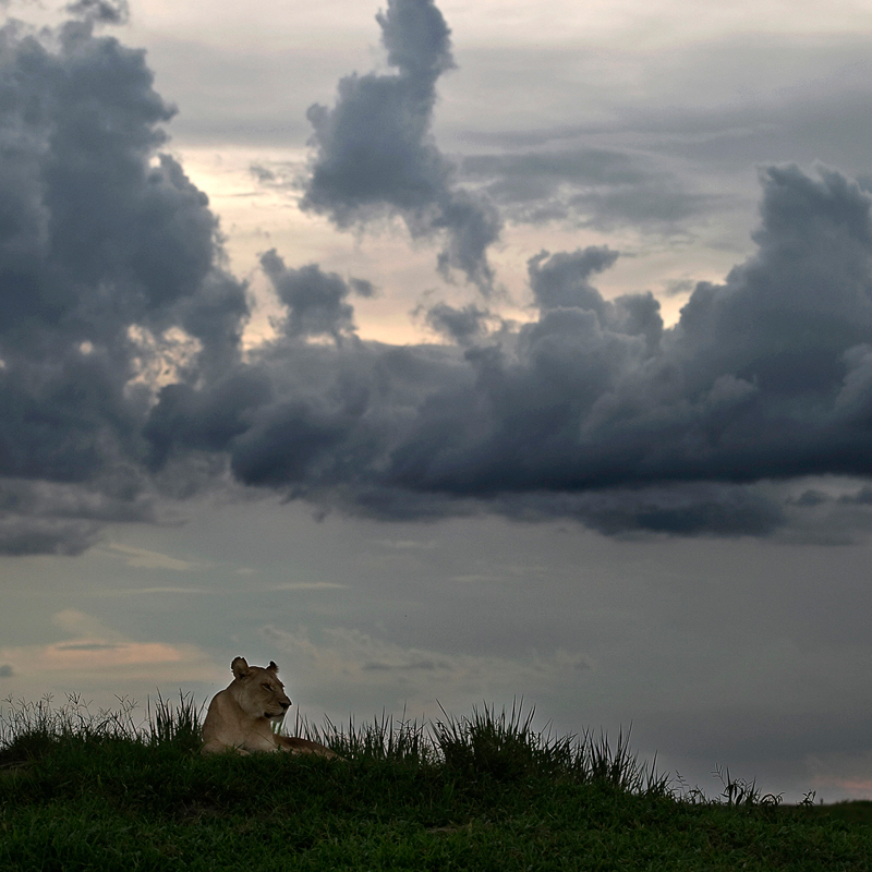 Фотография: Дикая Африка - остров, где львы охотятся только днем №4 - BigPicture.ru