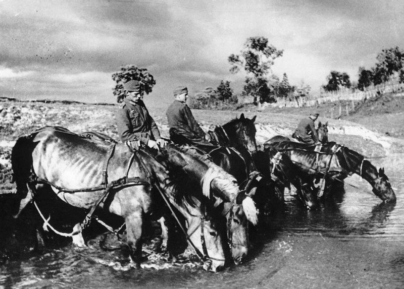 Фото животные на войне 1941 1945