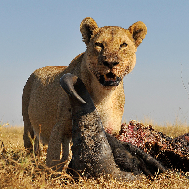 Фотография: Дикая Африка - остров, где львы охотятся только днем №22 - BigPicture.ru