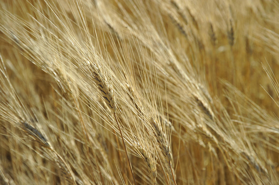 Фотография: Будущее пшеницы №1 - BigPicture.ru
