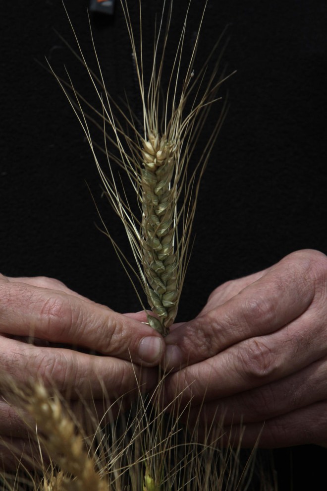 Фотография: Будущее пшеницы №16 - BigPicture.ru