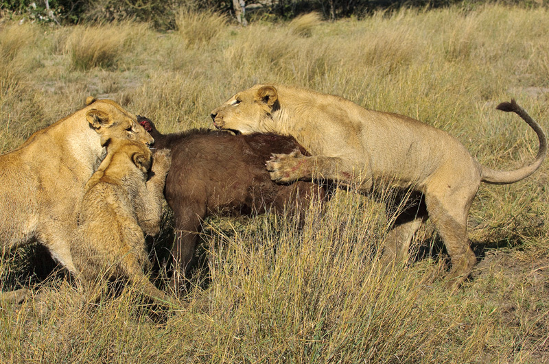 Фотография: Дикая Африка - остров, где львы охотятся только днем №20 - BigPicture.ru