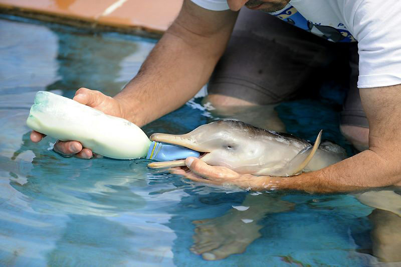 Фотография: Спасение дельфиненка №3 - BigPicture.ru