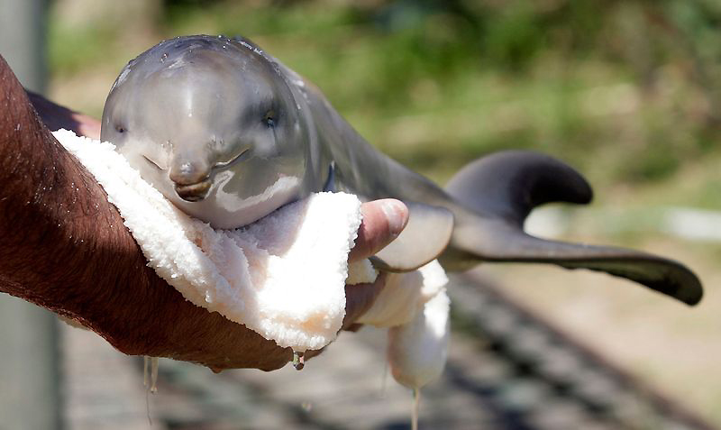 Фотография: Спасение дельфиненка №2 - BigPicture.ru