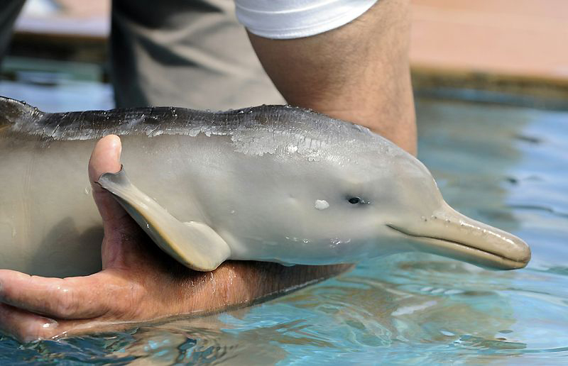 Фотография: Спасение дельфиненка №4 - BigPicture.ru