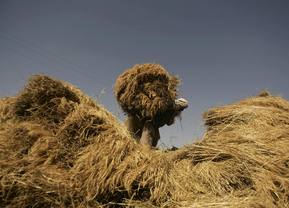 Фотография: Будущее пшеницы №12 - BigPicture.ru